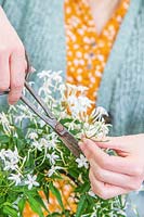 Woman using scissors to remove faded flowers from Jasminum polyanthum