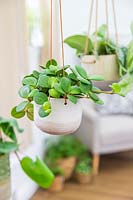 Peperomia 'Hope' in hanging pot