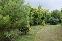 The Pinetum with evergreen hedging and trees including Pinus and Cupressus macrocarpa 'Goldcrest' Monterey cypress 'Goldcrest'