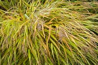 Anemanthele lessoniana 'Stipa arundinacea' - Gossamer Grass - New Zealand Wind Grass