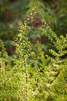 Lonicera nitida 'Twiggy' - 'Twiggy' Boxleaf Honeysuckle foliage detail