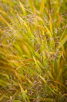 Anemanthele lessoniana Stipa arundinacea - Gossamer Grass - New Zealand Wind Grass