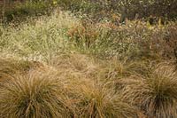 Bouteloua gracilis 'Blonde Ambition' Carex testacea - 'Blonde Ambition' Blue Grama grass with Orange Sedge