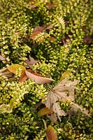 Lonicera nitida 'Twiggy' - Fallen autumn leaves on 'Twiggy' Boxleaf Honeysuckle foliage