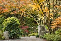 Pieris japonica 'Sarabande', Acer palmatum cvs. - 'Sarabande' Japanese Andromeda by gravel path under Japanese Maples