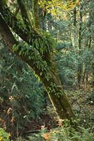 Polypodium glycyrrhiza, Acer macrophyllum, Thuja plicata, Polystichum munitum - Licorice Ferns on Bigleaf Maple trunks among Western Redcedar with Sword Ferns at base