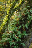 Polypodium glycyrrhiza, Acer macrophyllum - Licorice Ferns on Bigleaf Maple trunks