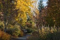 Fagus sylvatica 'Red Obelisk' Miscanthus sinensis 'Arabesque' Aconitum carmichaelii 'Barkers Variety' - 'Red Obelisk' European Beech, 'Arabesque' Maiden Grass, 'Barker's Variety' Monkshood border gravel path and wooden bench in broad perennial border