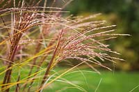 Miscanthus sinensis cv. - Maiden Grass panicles