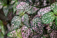 Hypoestes phyllostachya 'Pink Splash' - Polka-dot Plant or Freckle Face