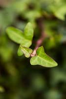 Hedera hibernica 'Spetchley'