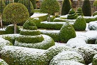 Parterre of clipped Buxus - Box - dusted with snow, plus Taxus - Yew - columns and mophead Prunus lusitanica 'Myrtifolia'
