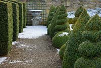 Buxus - Box - topiary: balls, spirals, cones and buttresses, line a path
