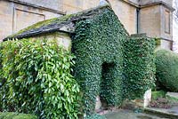 Hedera - Ivy - covering wall 