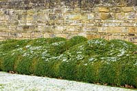 An undulating border of Buxus - Box - against a stone wall