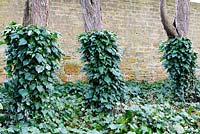 Hedera - Ivy - forming a cover on the lower part of trees, against a stone wall