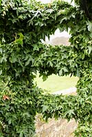 Hedera - Ivy- coated arbour 