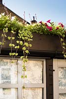 Roof box on a garden shed planted with summer annuals including petunias and Glechoma hederacea 'Variegata'