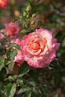 Rose 'Augusta Luise' - Tantau, 1999, nostalgic hybrid tea rose with drops after rain.