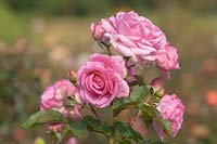Rose 'Ghita' or 'Millie', 'Mum in a Million',' Poulren013', 'Egeskov', 'Poulrohill', 'Enduring Spirit', 'Lill Lindfors'. Hybrid tea rose with drops after rain. 
