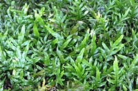 Microsorum pustulatum ssp. pustulatum - Hound's Tongue Fern