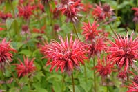 Monarda didyma 'Gardenview Scarlet' - Bee Balm