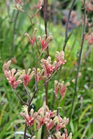 Anigozanthos flavidus 'Kangaroo paw'