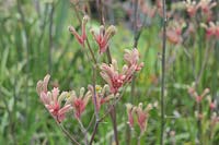 Anigozanthos flavidus 'Kangaroo paw'