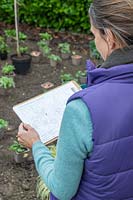 Woman looking at planting plan for a new border