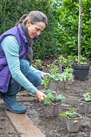 Woman placing potted Geranium plants in new border ready for planting