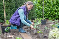 Woman placing potted Geranium plants in a new border ready for planting