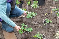 Woman placing potted Geranium plants in a new border ready for planting