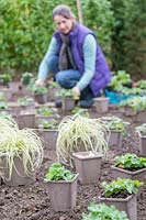 Woman placing potted plants in a new border ready for planting