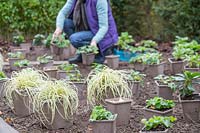 Woman placing potted plants in a new border ready for planting