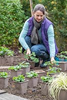 Woman placing potted plants in a new border ready for planting