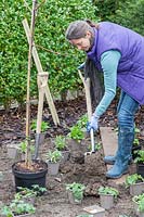 Woman digging a hole and planting a Gelditsia tree in a new border 