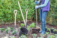 Woman planting a Gelditsia tree in a new border 