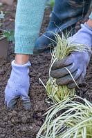 Firming soil around a newly-planted variegated Carex