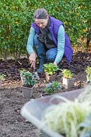 Woman planting potted perennials in a new border 