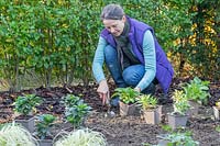 Woman planting potted perennials in a new border