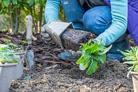 Woman removing a Digitalis - Foxglove - from a pot prior to planting