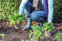 Woman placing potted Digitalis - Foxglove - plants in border ready for planting