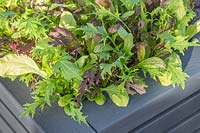 Mixed salad leaves growing in a wooden container 
