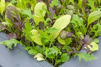 Mixed salad leaves growing in a wooden container