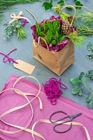 Hyacinth bulbs wrapped as present in brown paper bag, lined with pink tissue paper, boc and Eucalyptus foliage