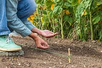 Woman carefully sowing seeds thinly into a seed drill 