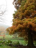 Mature Taxodium distichum with views of distant rural landscape shrouded in fog