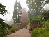 View along gravel path towards specimen trees such as burnished copper colour Taxodium distichum 