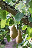 Pears can be grown within the enclosed vegetable garden where they are protected from the deer