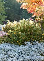 A carpet of silver foliage offsets the fiery hues of a sumac and fall blooming perennials and shrubs